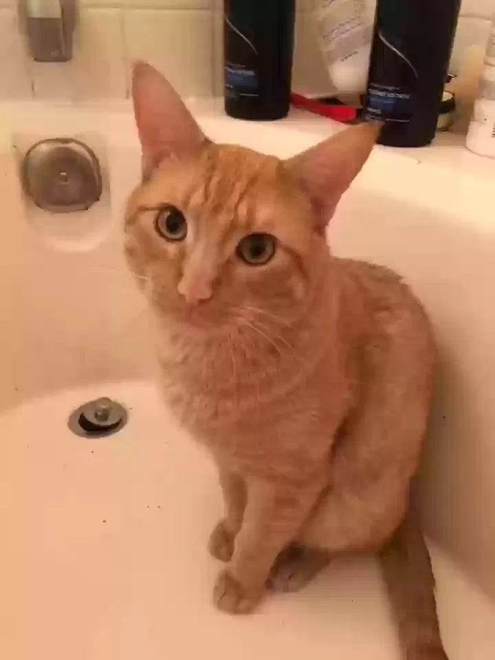 Lost cat in Henderson, NV, 89014
