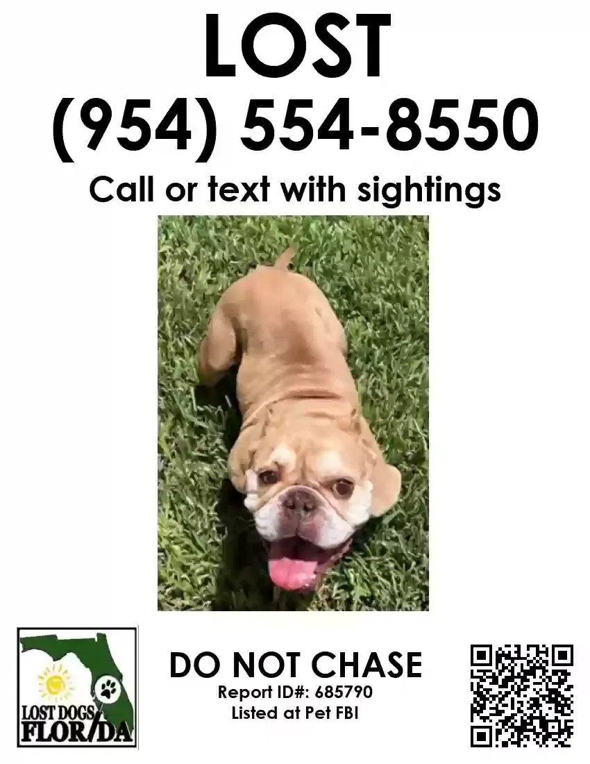 Lost dog in Tampa, FL, 33617