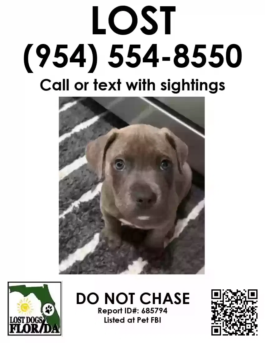 Lost dog in Tampa, FL, 33617