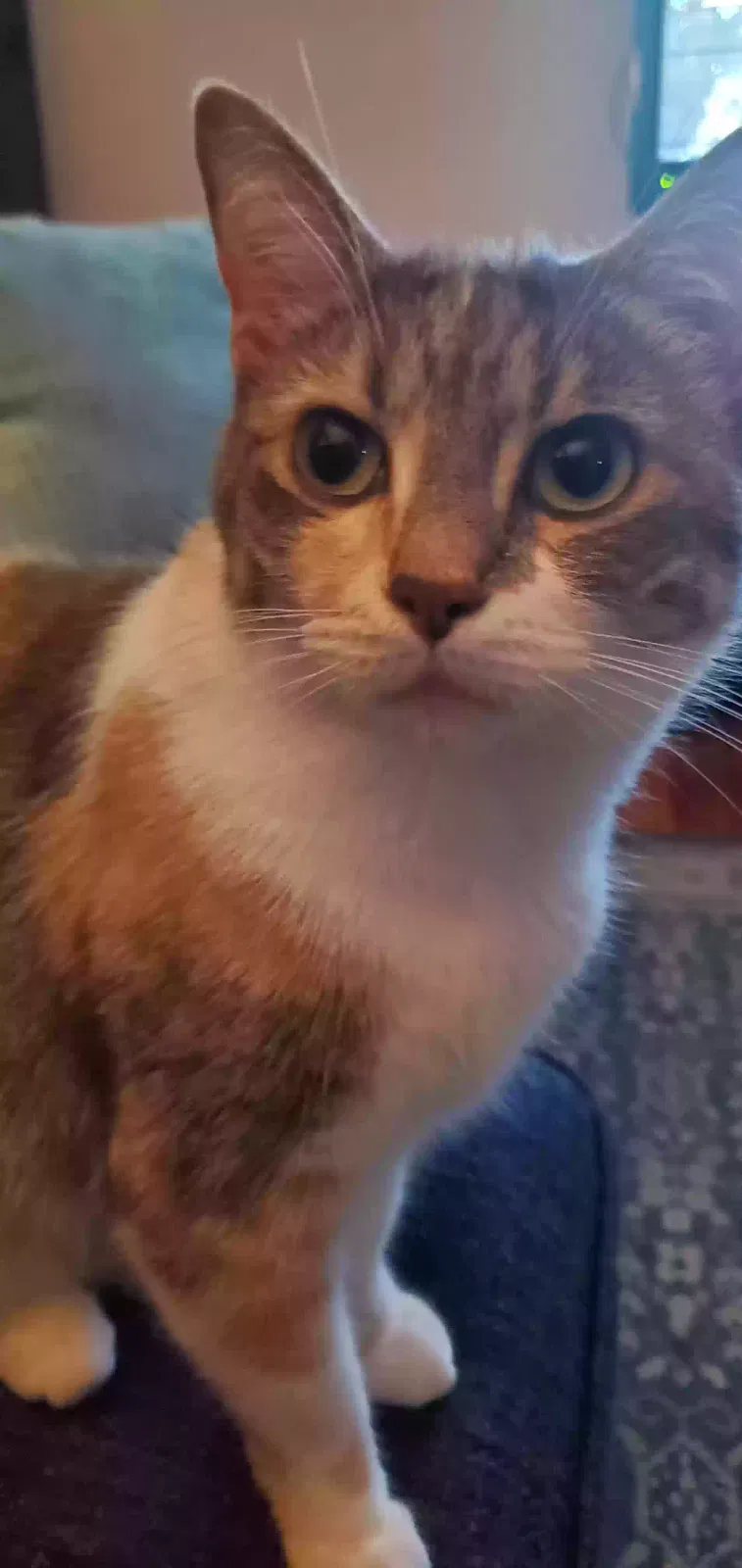 Lost cat in Garden City, MI, 48135
