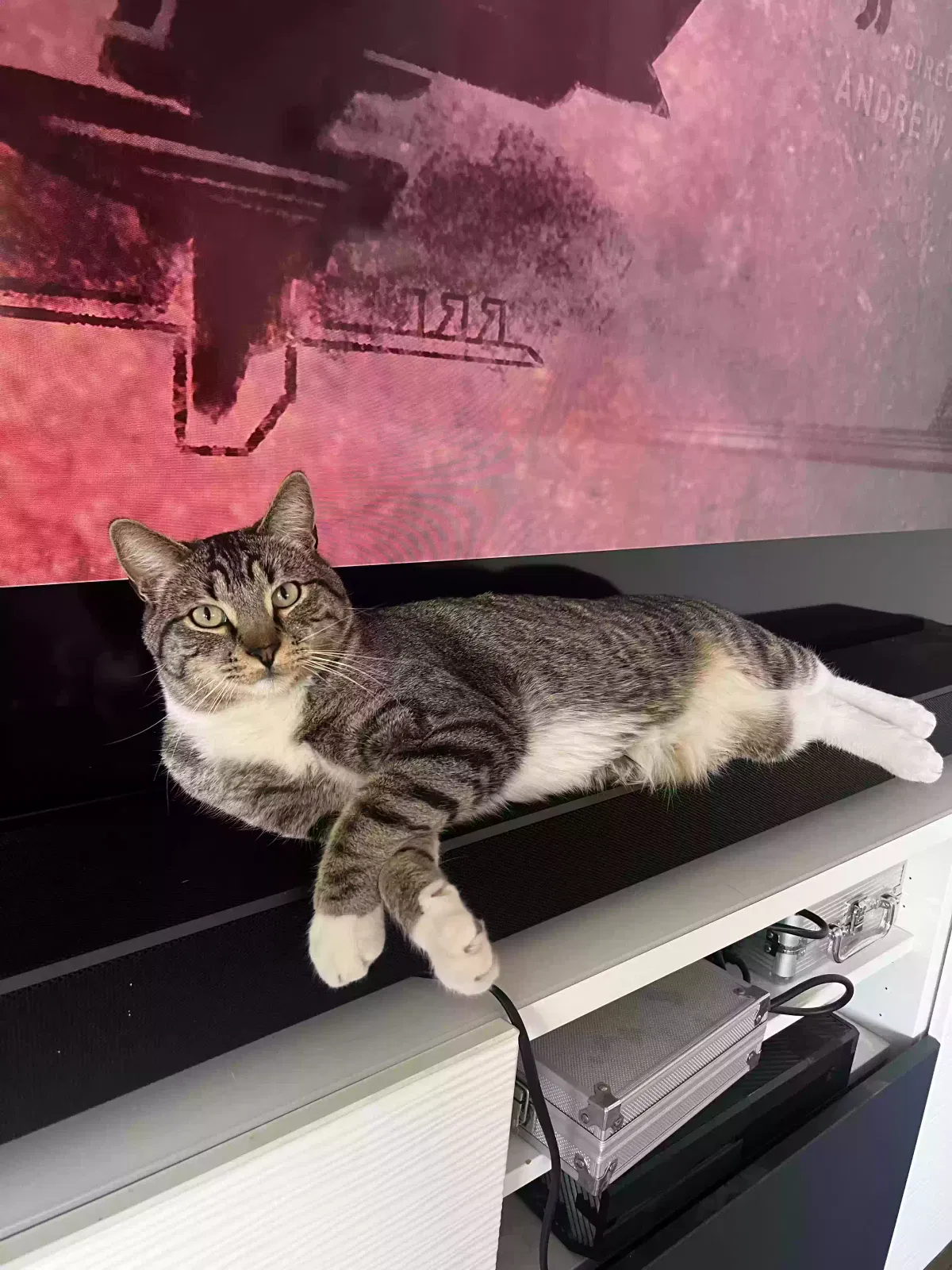 Lost cat in Denver, CO, 80221