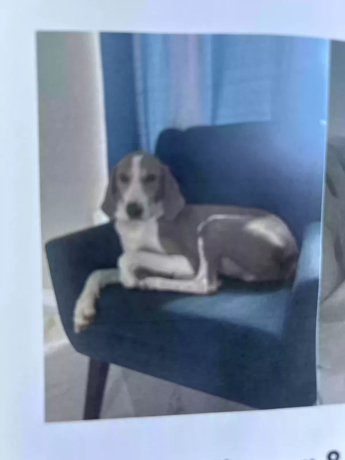Lost dog in Brownsville, TX, 78520