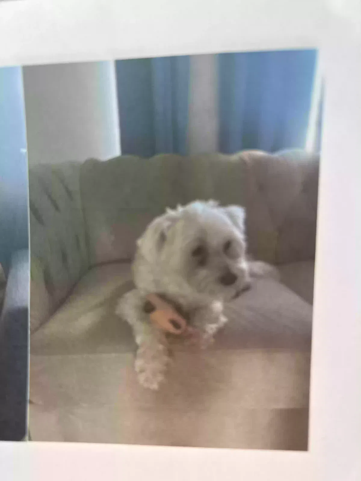 Lost dog in Brownsville, TX, 78520