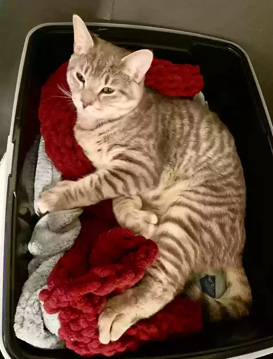 Missing Cat