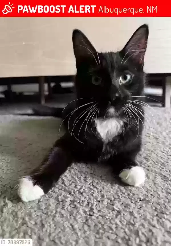 Lost cat in Albuquerque, NM, 87114