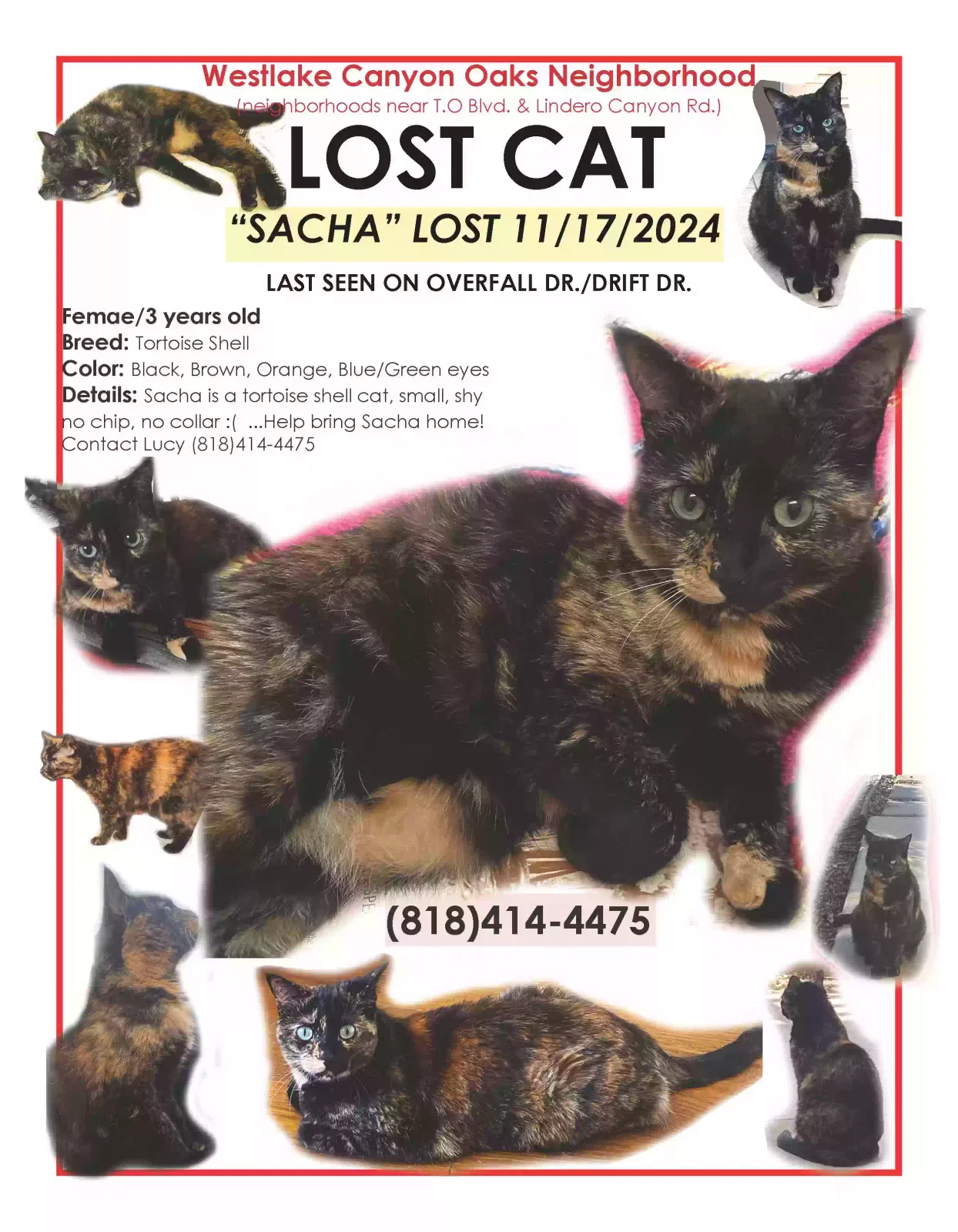 Lost cat in Thousand Oaks, CA, 91362
