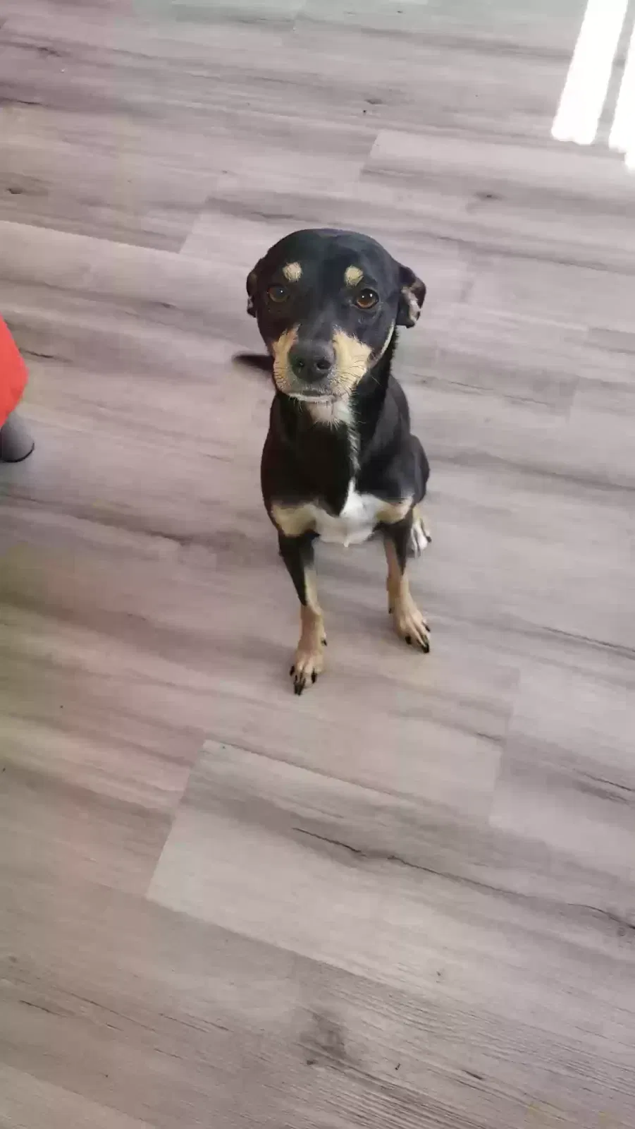 Lost dog in Las Vegas, NV, 89107
