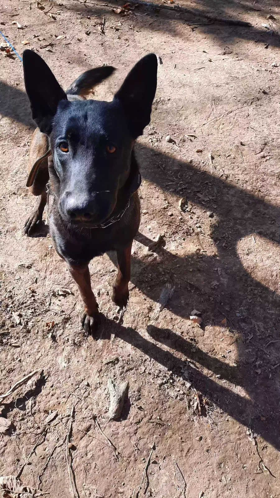 Lost dog in Corydon, IN, 47112