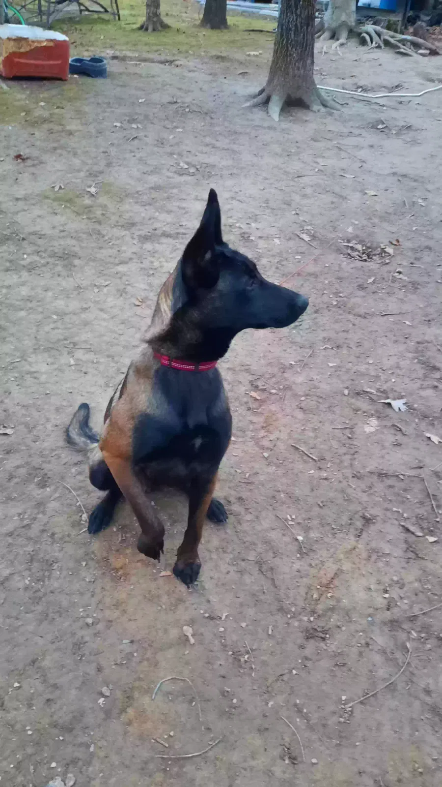 Lost dog in Corydon, IN, 47112