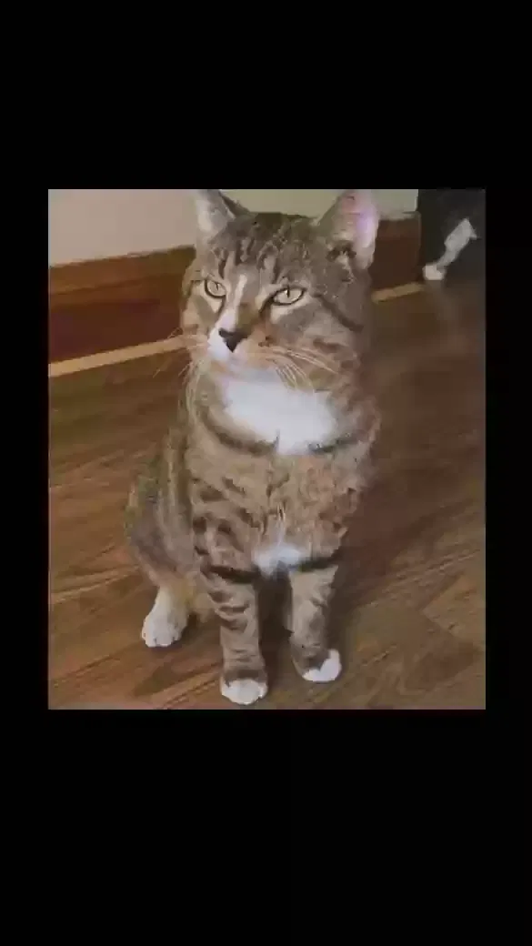 Lost cat in Chicago, IL, 60644