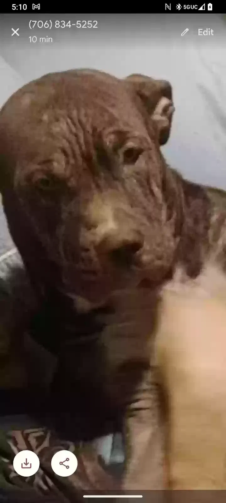 Lost dog in Augusta, GA, 30906