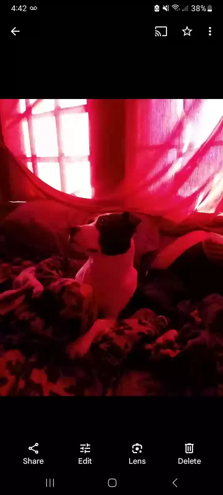 Lost dog in Erath, LA, 70533