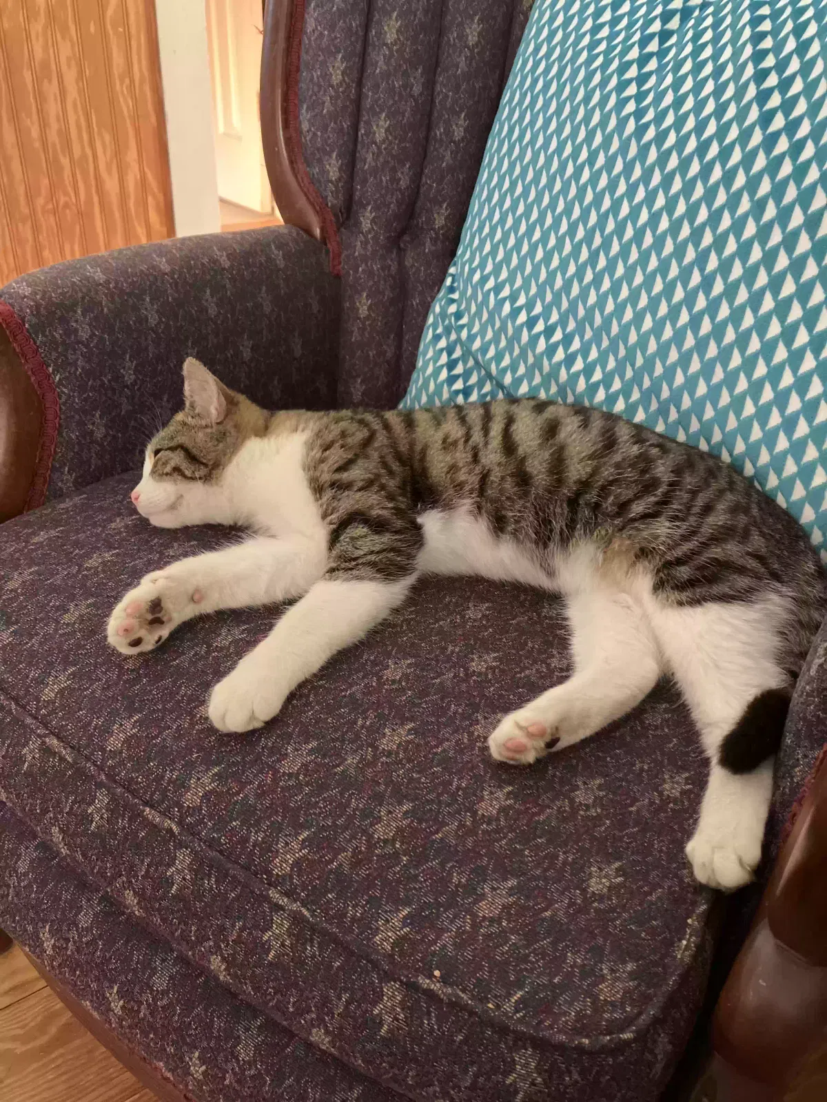 Found cat in Matthews, NC, 28104