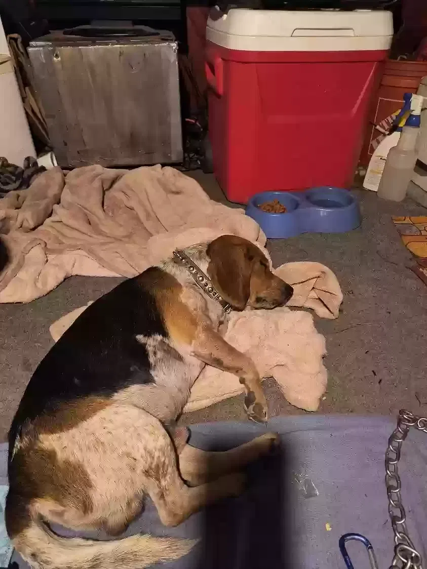 Lost dog in Pensacola, FL, 32502