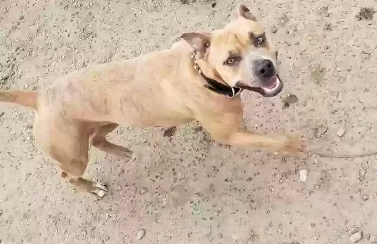 Lost dog in Merced, CA, 95348