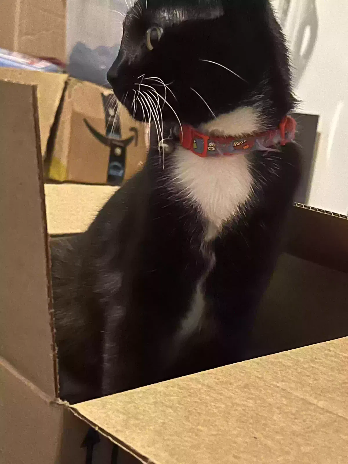 Lost cat in Colonial Heights, VA, 23834