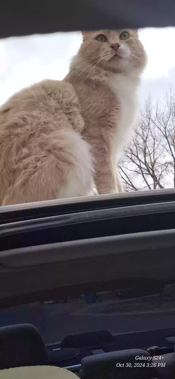 Lost cat in Greeley, CO, 80631