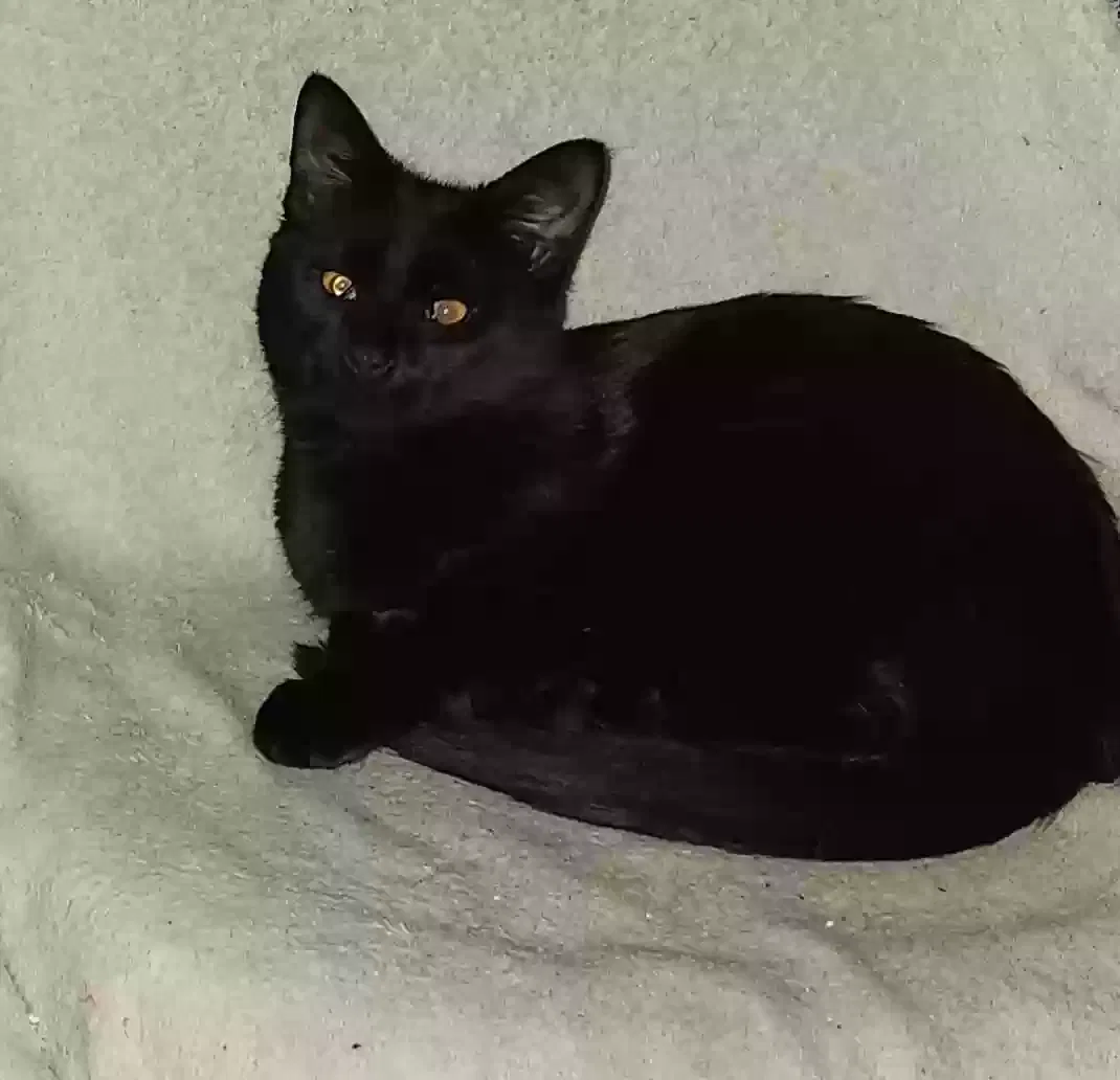 Lost cat in Trenton, OH, 45067