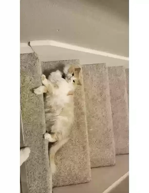 Lost cat in Anchorage, AK, 99504