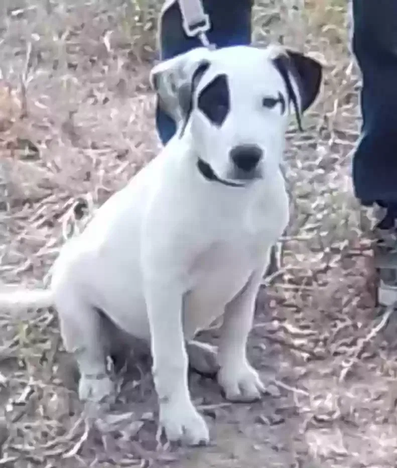 Lost dog in Tulsa, OK, 74131
