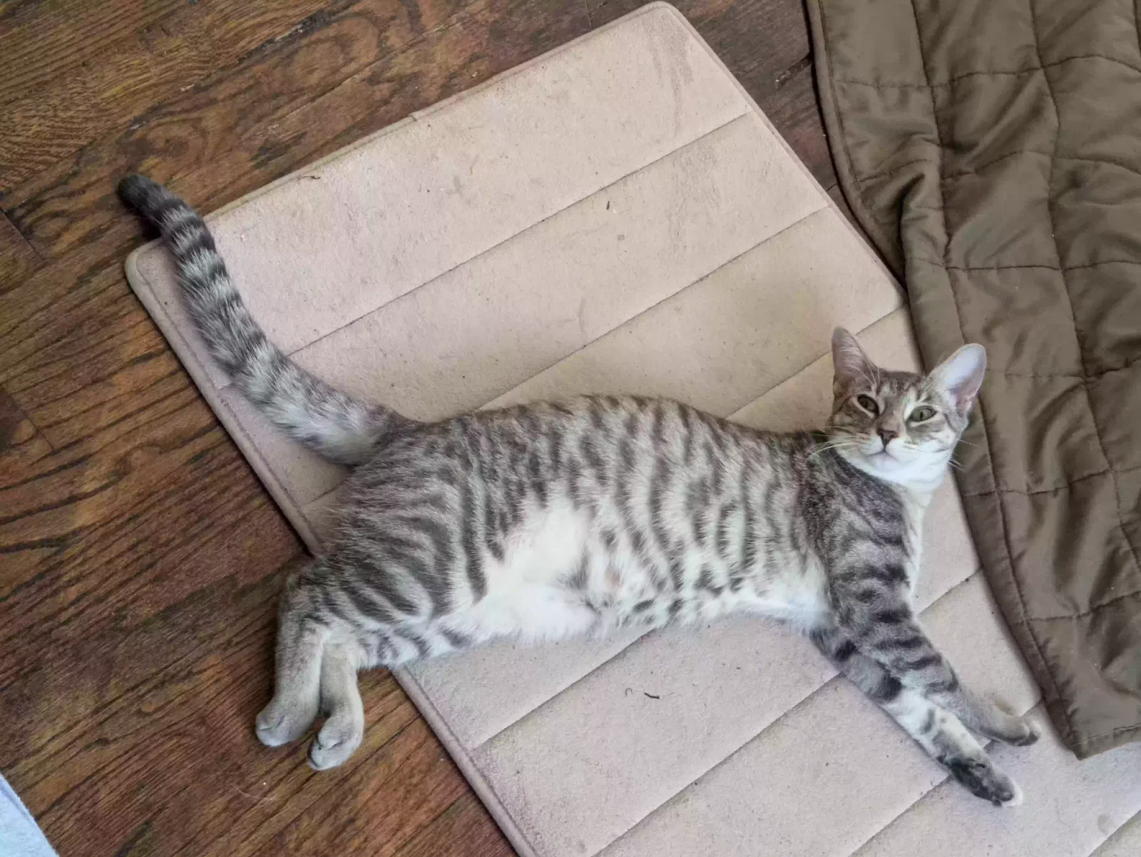 Lost cat in Marietta, GA, 30068