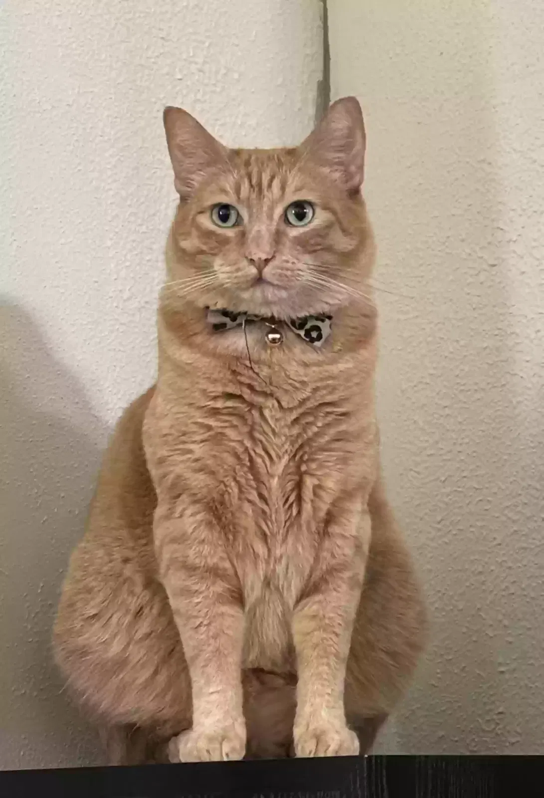Lost cat in Dundee, OR, 97115