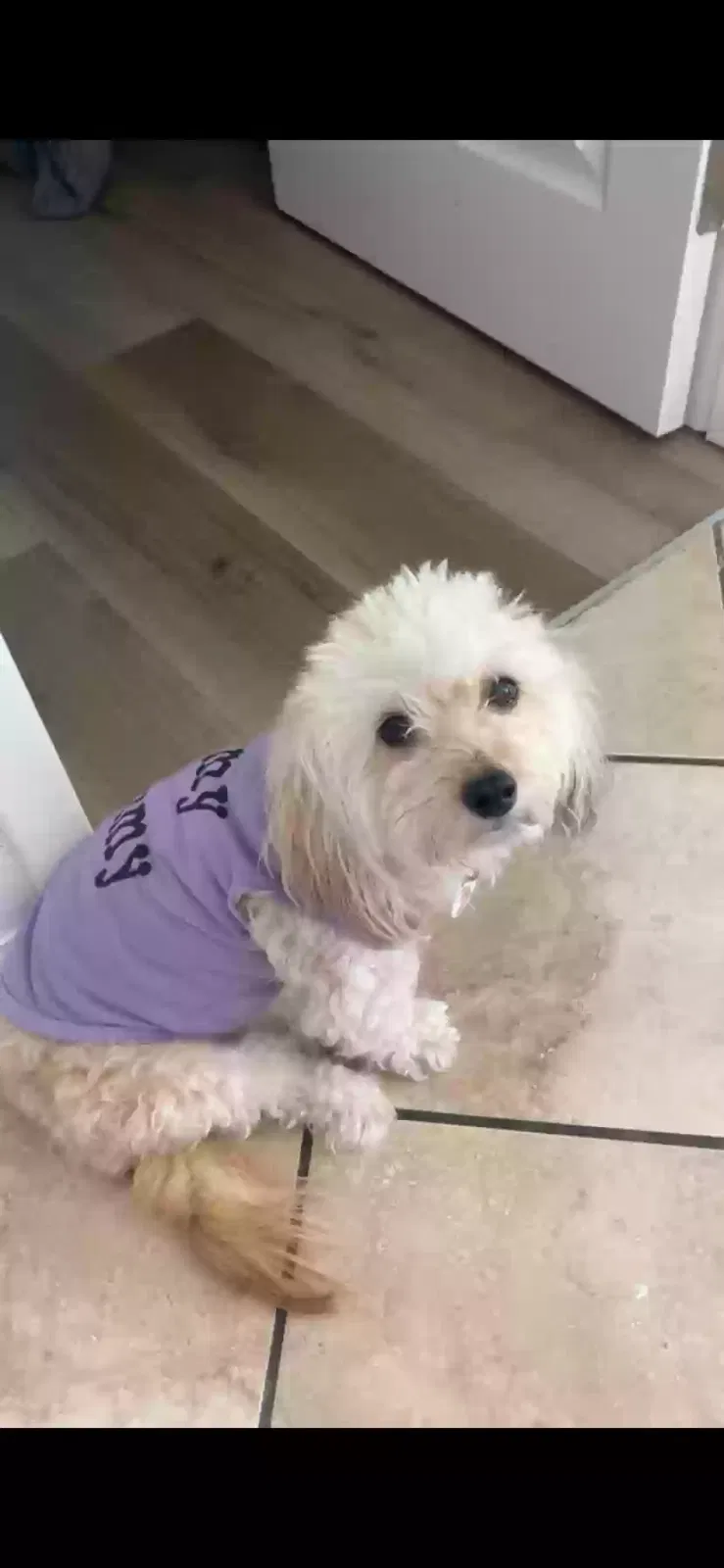 Lost dog in Hawthorne, CA, 90250