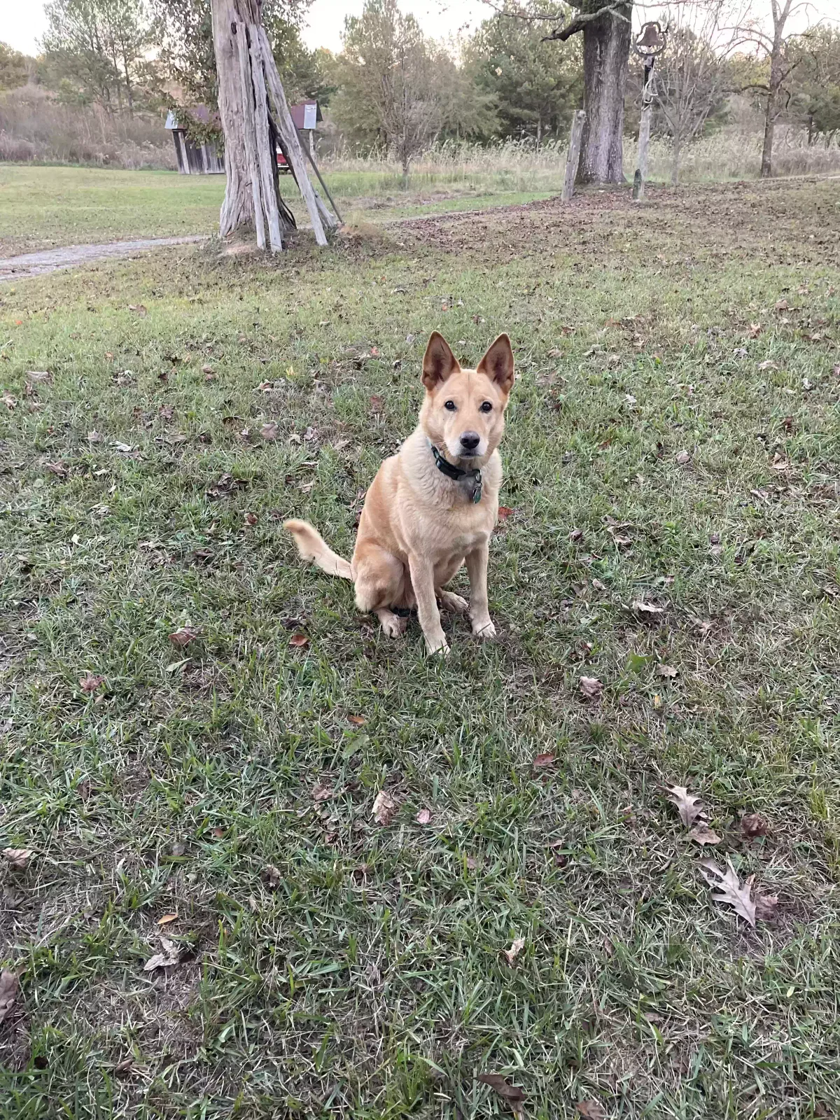 Lost dog in Alexander City, AL, 35010