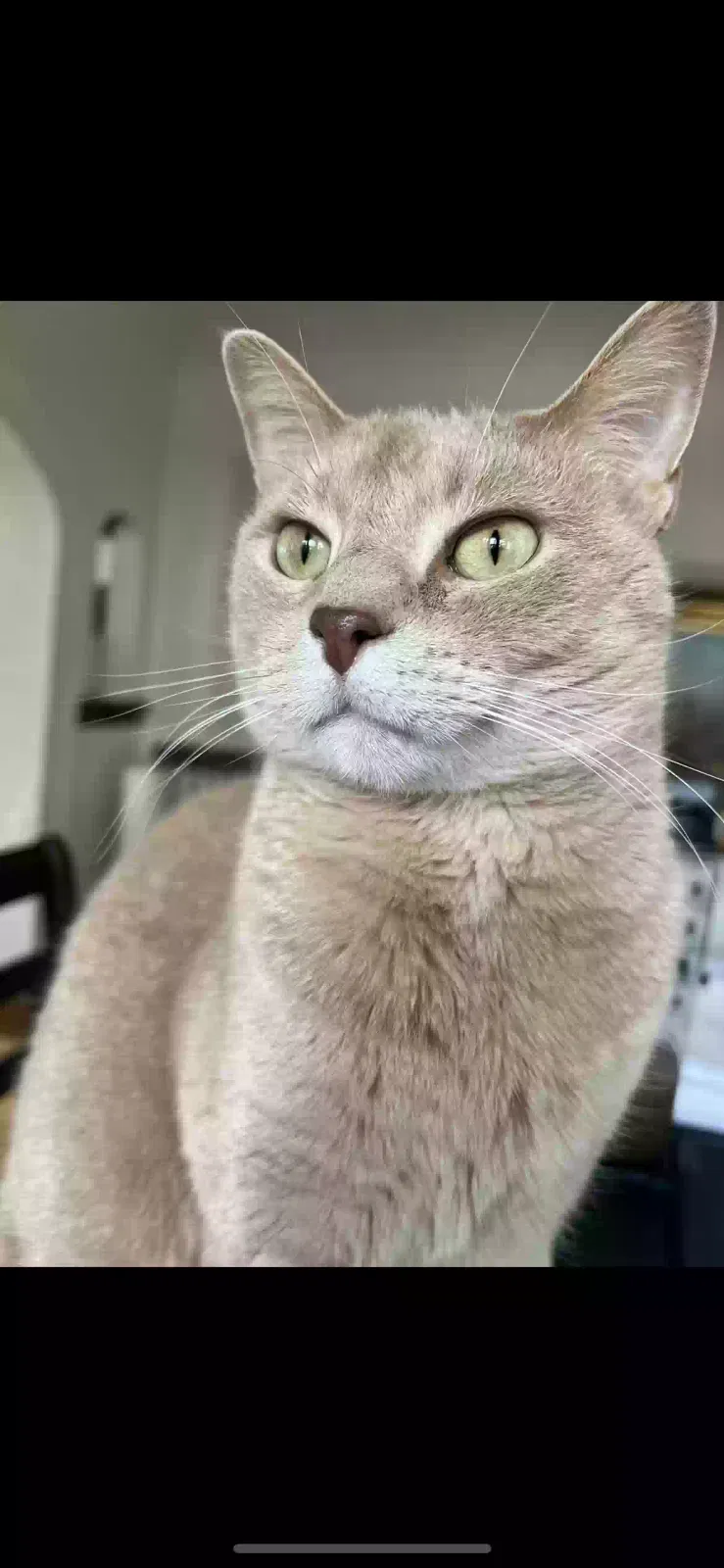 Lost cat in Milwaukee, WI, 53226