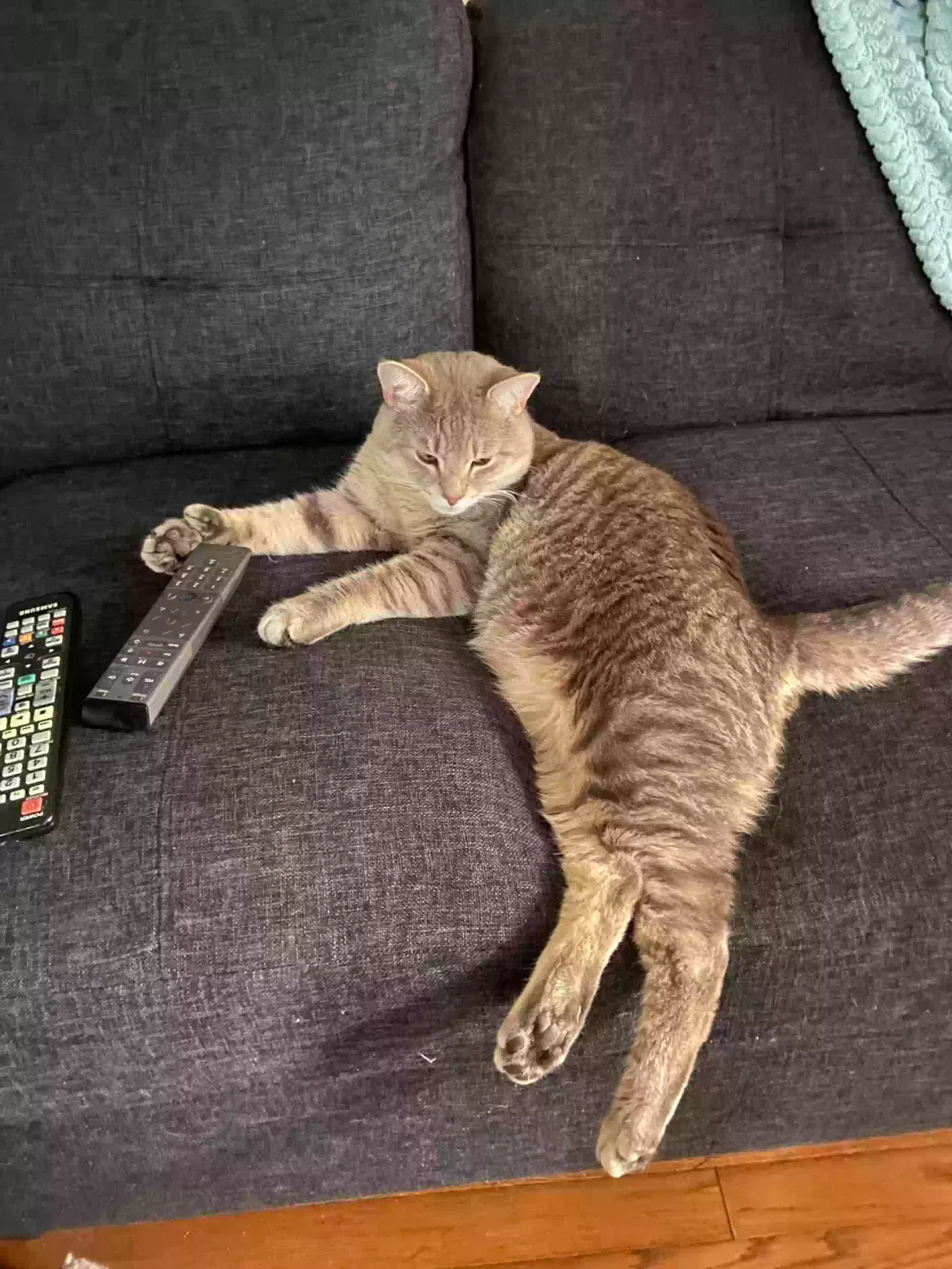Missing Cat