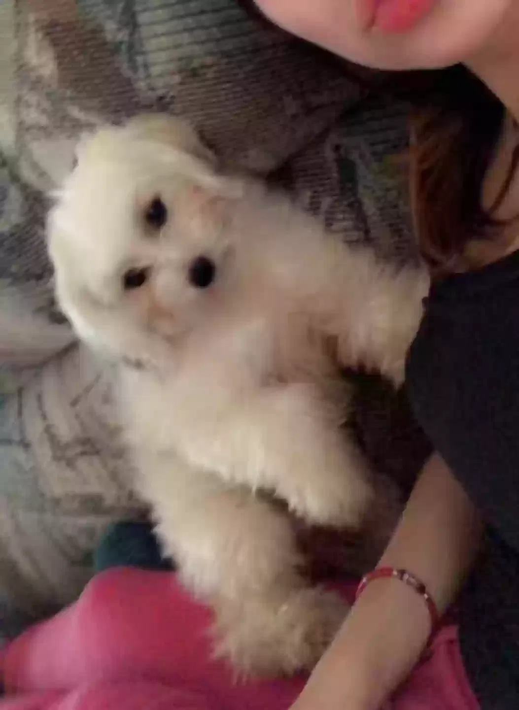 Lost dog in Memphis, TN, 38128