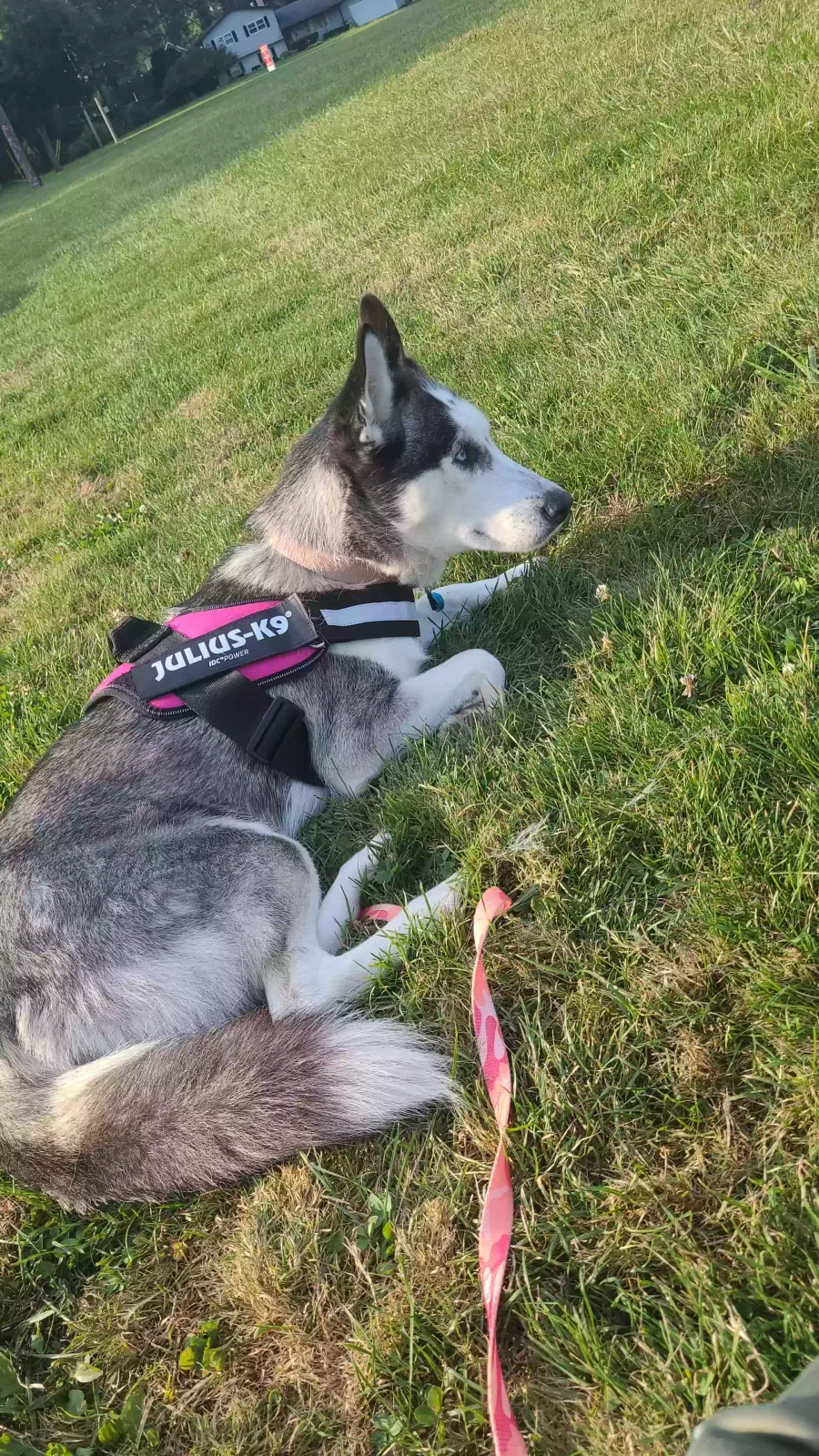 Lost dog in Toledo, OH, 43623