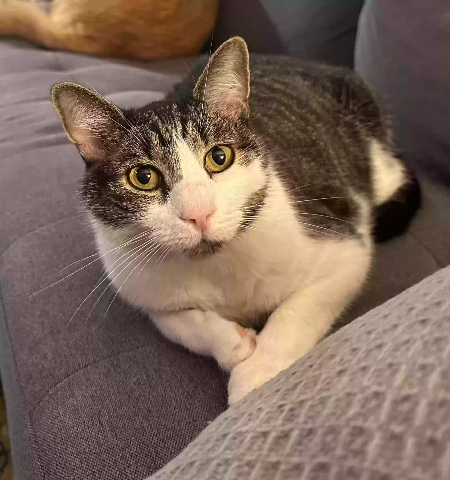 Lost cat in Raleigh, NC, 27610