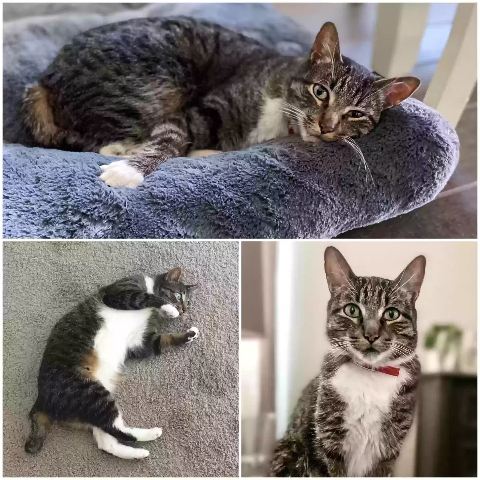 Lost cat in Buckeye, AZ, 85396