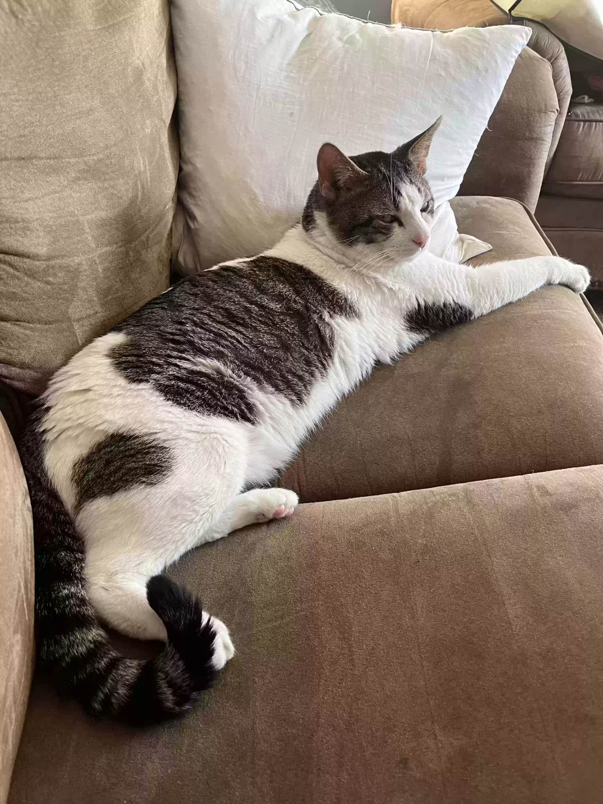 Lost cat in Romulus, MI, 48174