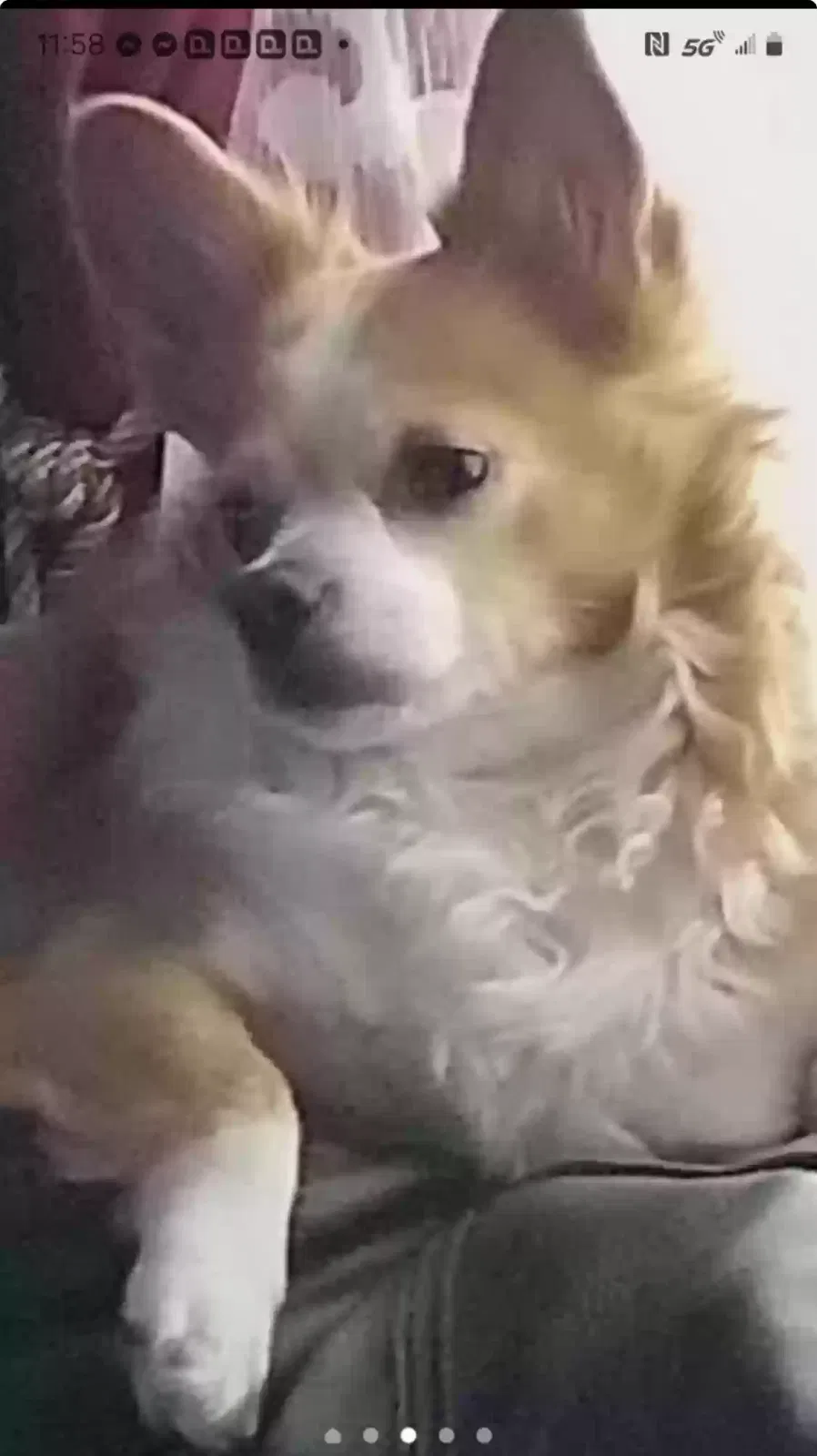 Lost dog in Richmond, VA, 23234