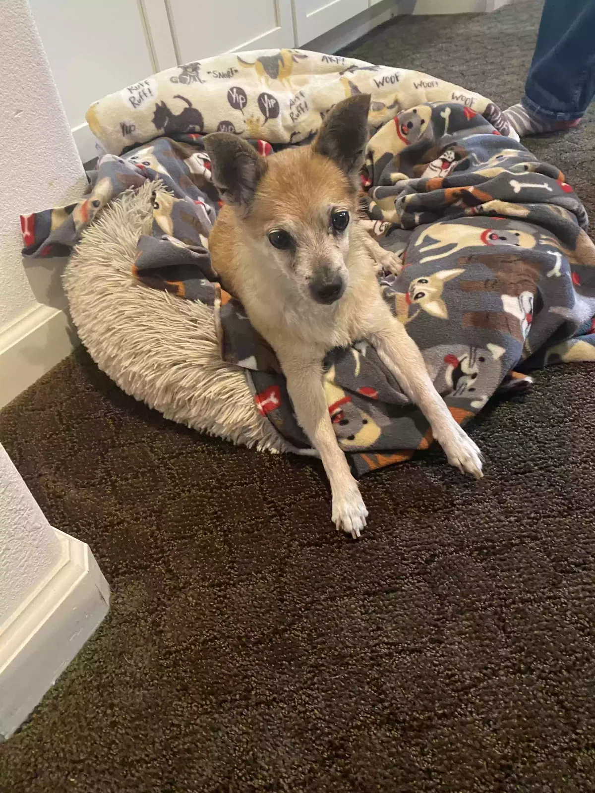 Lost dog in Hayward, CA, 94541