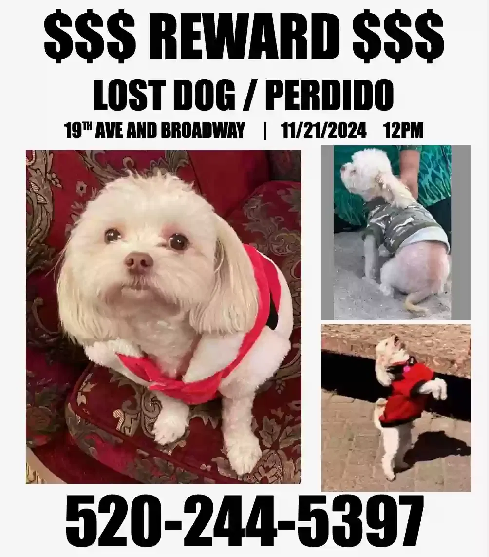Lost dog in Phoenix, AZ, 85041
