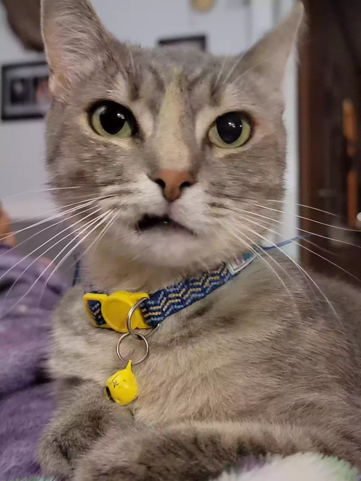 Lost cat in Crawfordville, FL, 32327