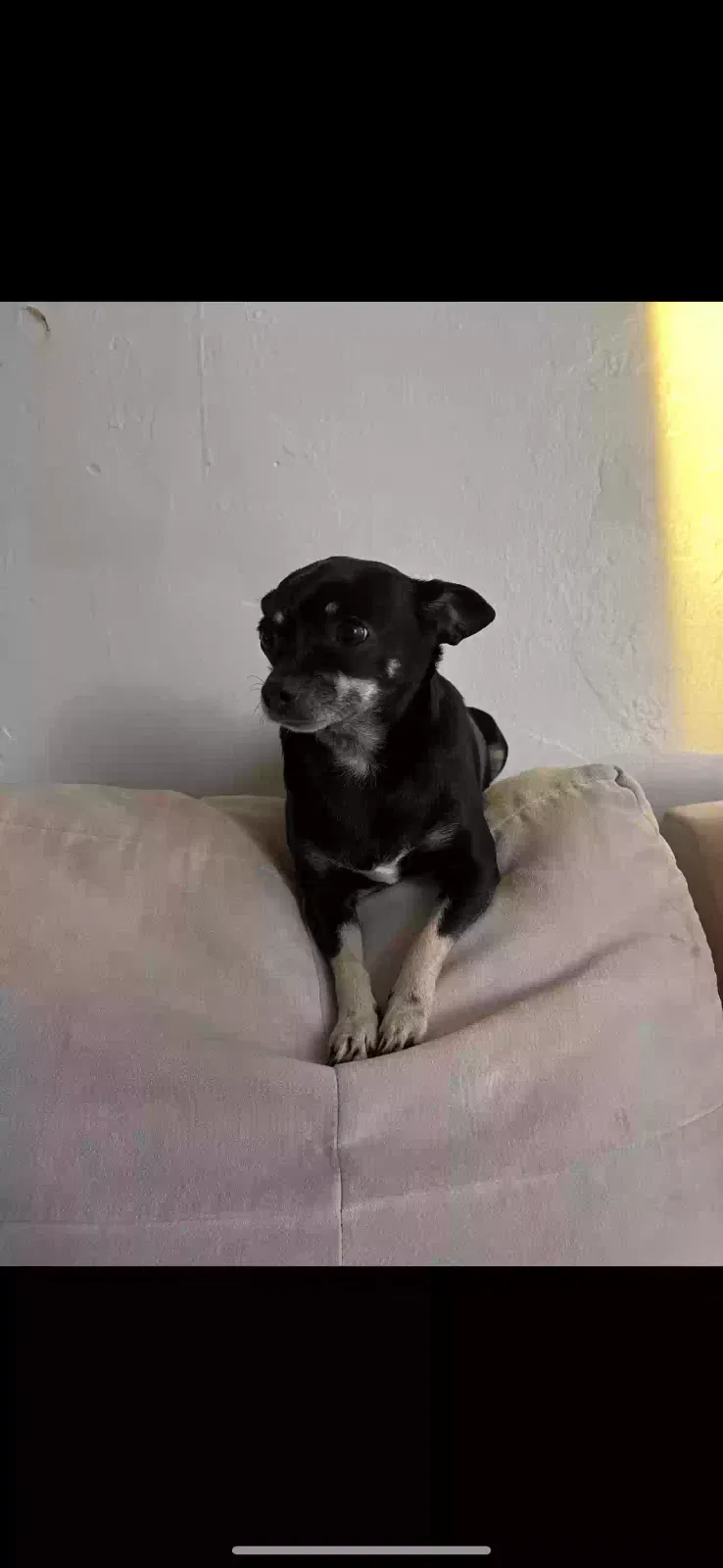 Lost dog in Daly City, CA, 94014