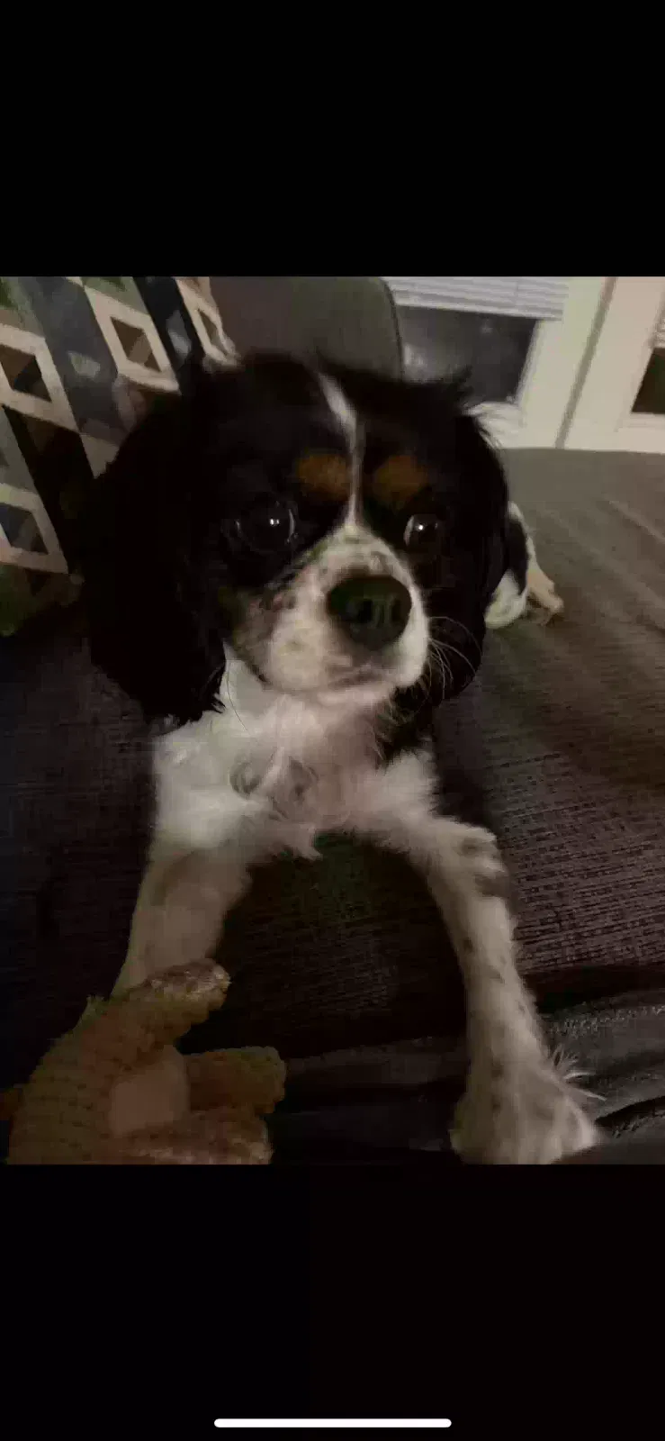 Lost dog in Jacksonville, FL, 32246