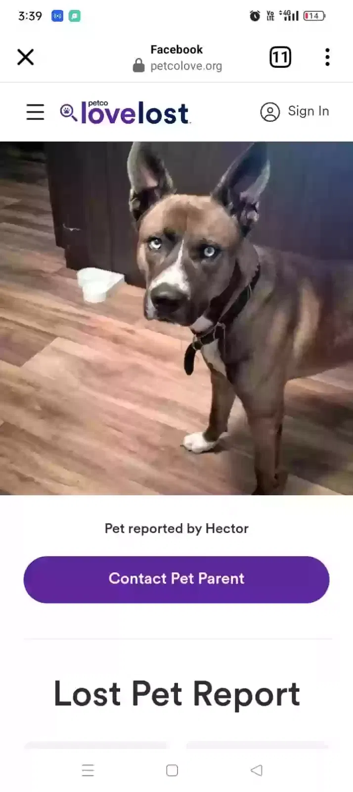 Lost dog in Arlington, TX, 76014