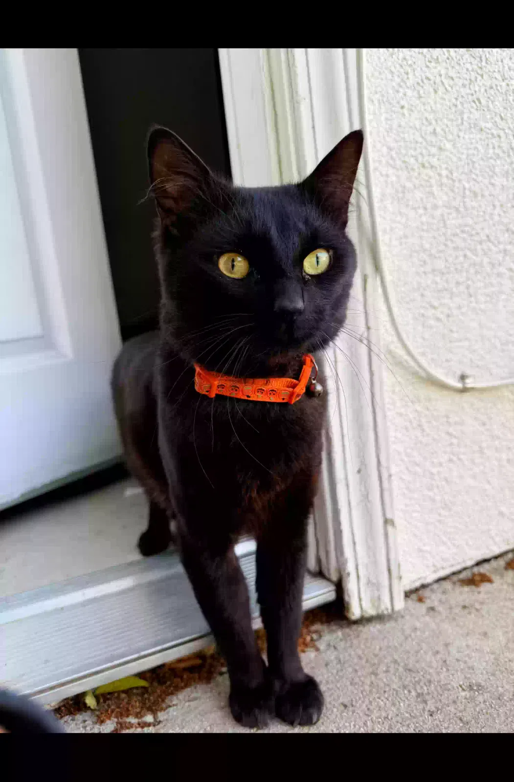Lost cat in Simi Valley, CA, 93065