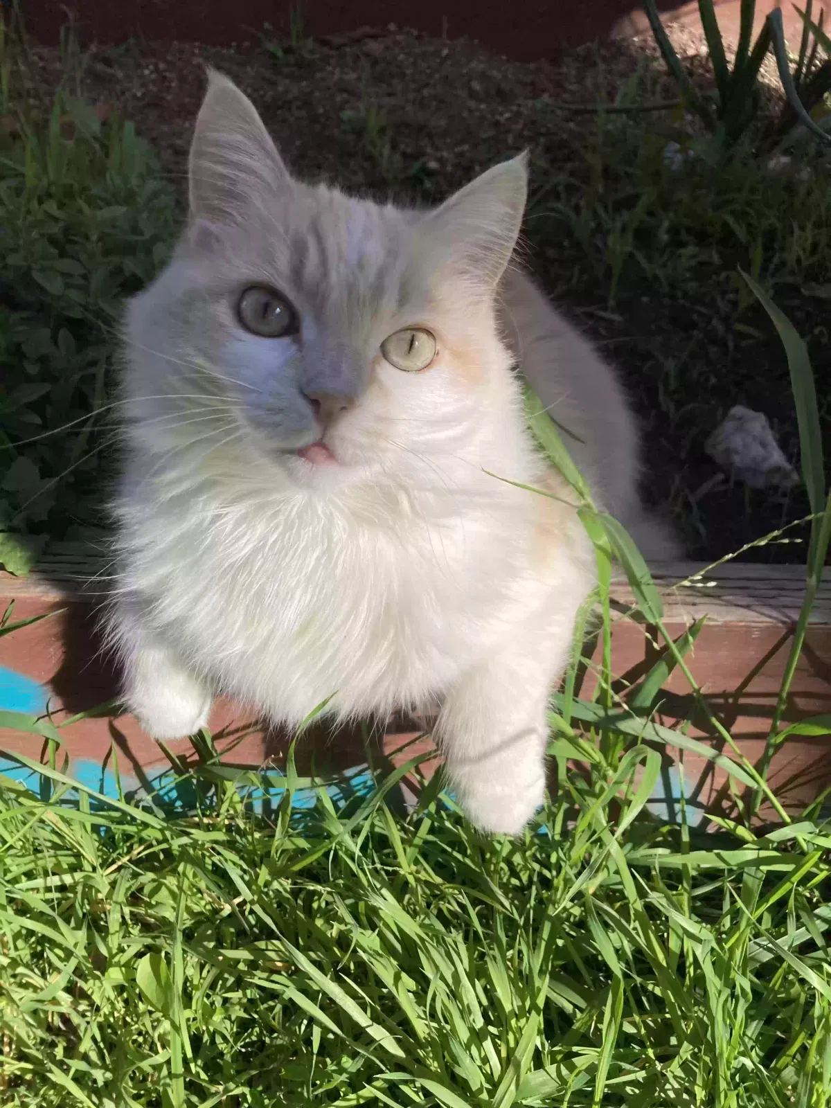 Lost cat in San Diego, CA, 92110