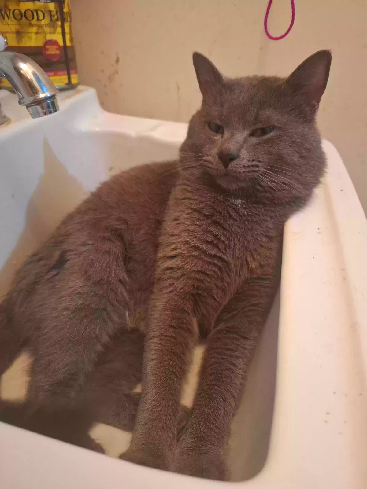 Lost cat in Lenoir, NC, 28645