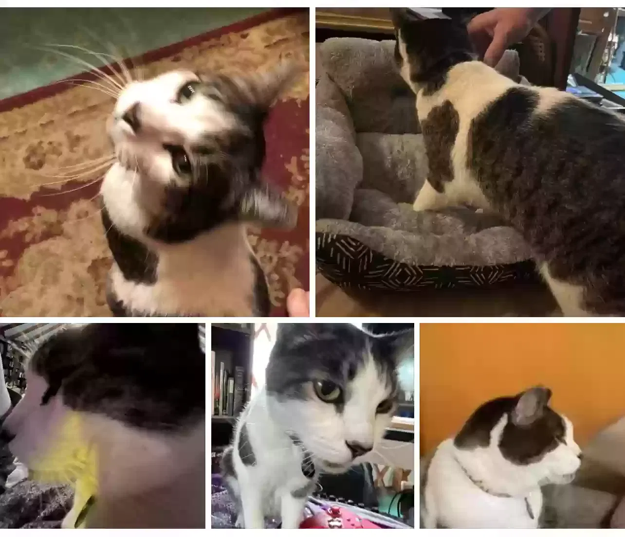 Lost cat in Reno, NV, 89503