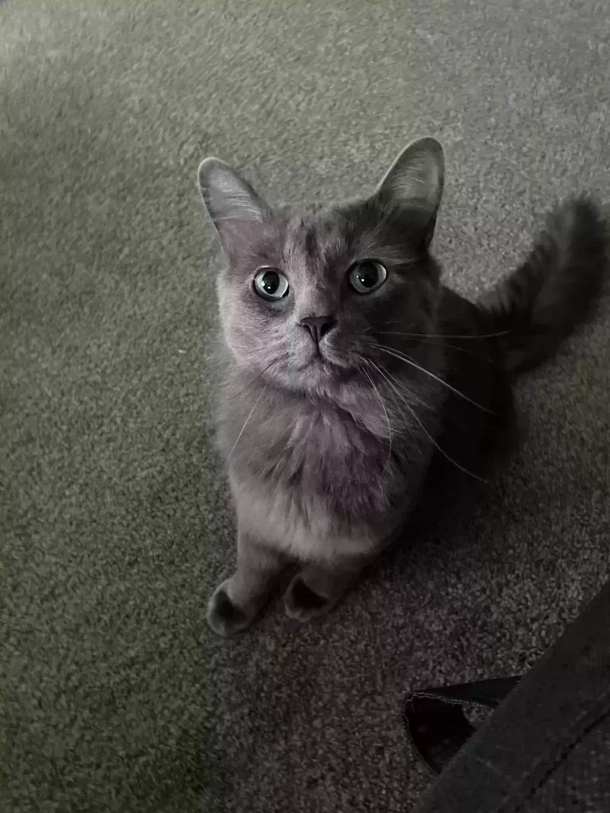 Lost cat in Vista, CA, 92081