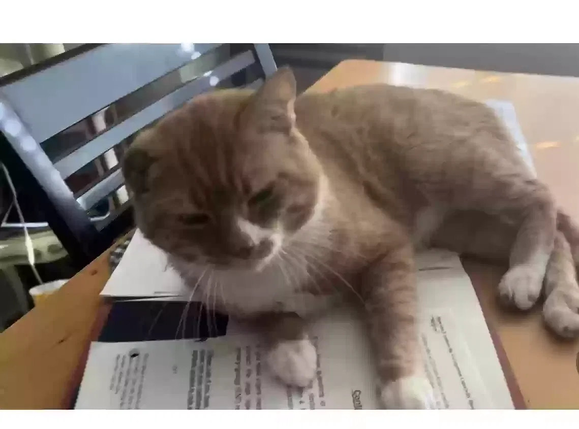 Lost cat in Alexandria, VA, 22314