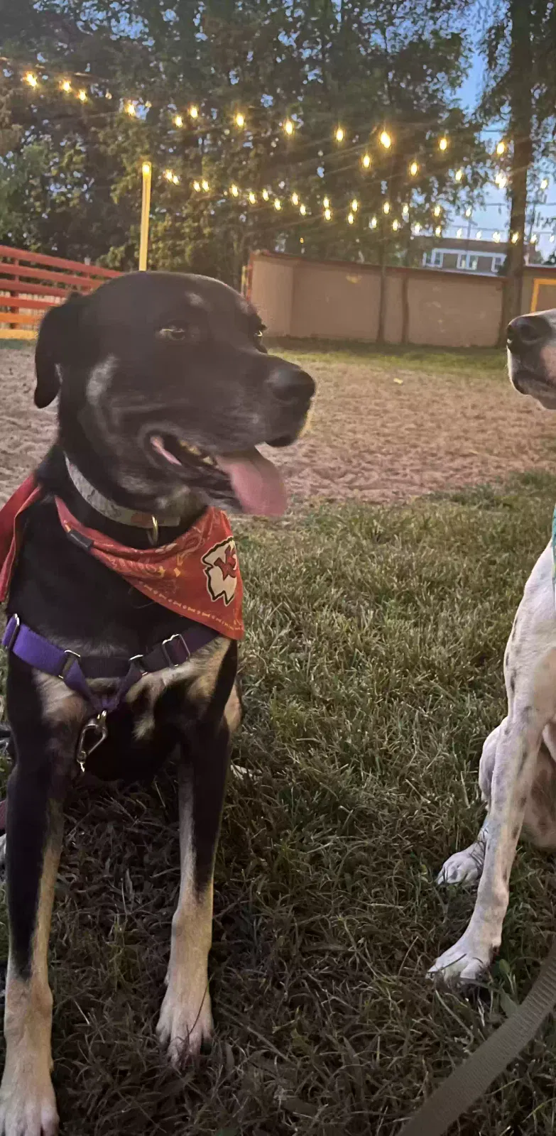 Lost dog in Nashville, TN, 37207