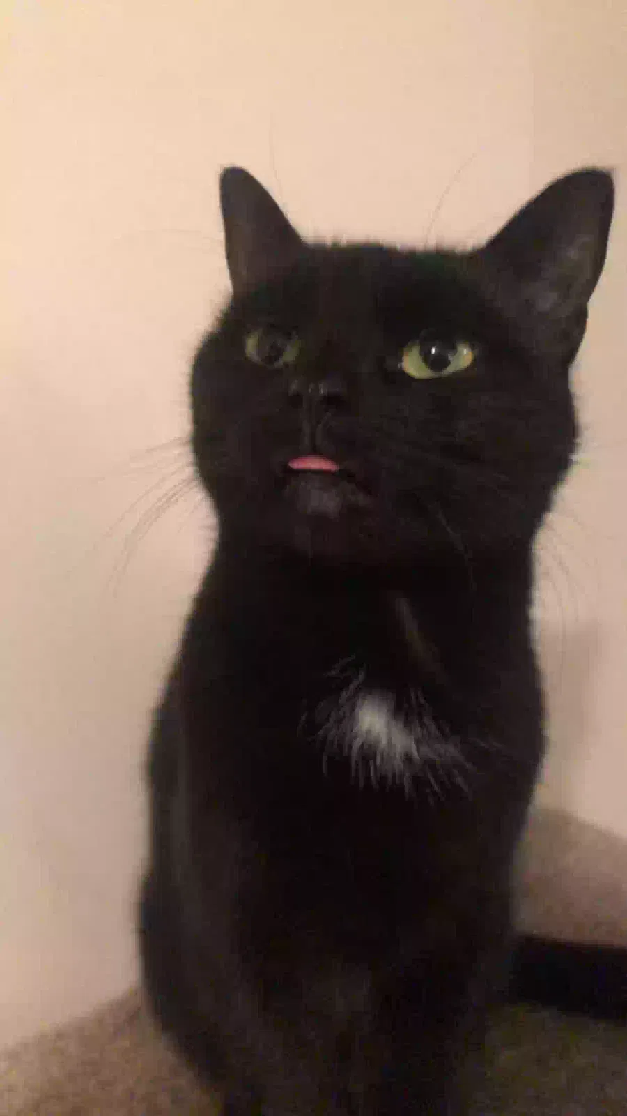 Lost cat in Marietta, GA, 30066